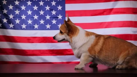 Corgi walking in front of the American flag on America's Independence Day. Video stock 197364148