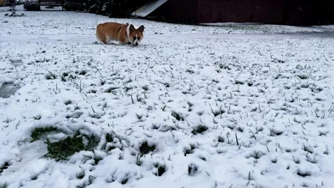 Corgi walks through the snow in winter. Slow motion Stock Footage 260242966
