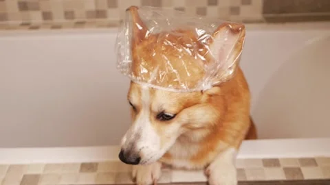Corgi washes in bathroom, funny hat on ears, water procedures, taking care of Stock Footage 210117367