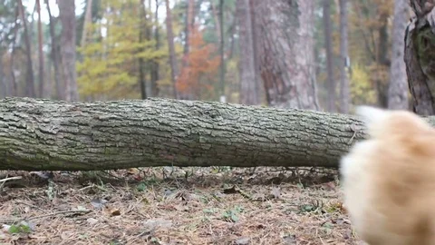 Corgi, welsh, jumping through a log Stock Footage 72147786