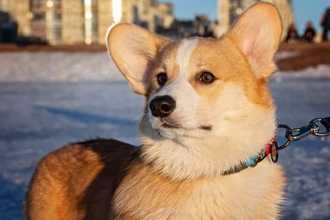 Corgi welsh look at camera outside in winter Stock Photos