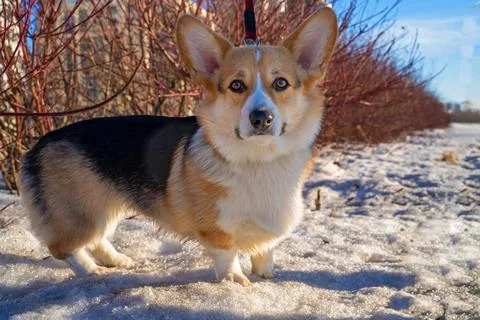 Corgi welsh look at camera outside in winter Stock Photos