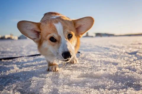 Corgi welsh look at camera outside in winter, gnawing ice Stock Photos