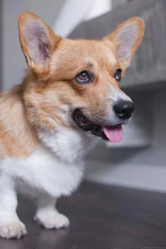 Corgi wondering Stock Photos