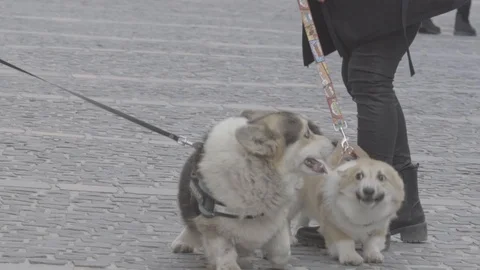 Corgies meeting Stock Footage 124755454