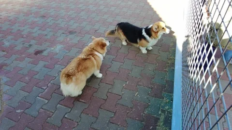 Corgis play and explore outside a fence at a local animal shelter Stock Footage 340357314