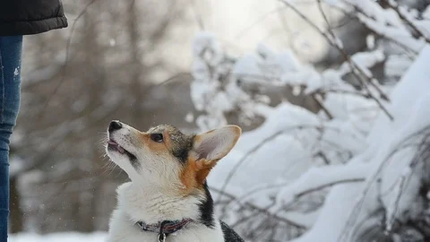 Corgy puppy learning commands Stock Footage 88276099