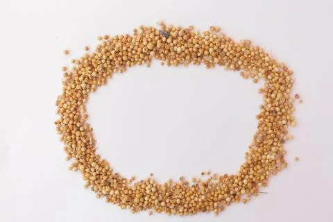 Coriander 8 Stock Photos