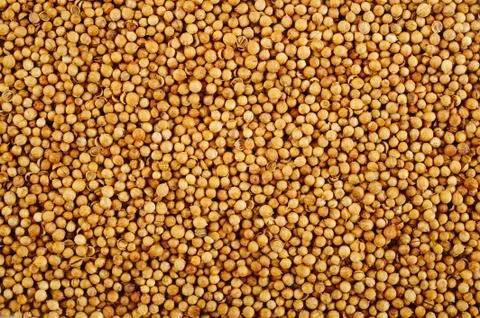 Coriander background Stock Photos
