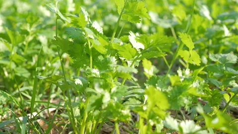 Coriander in the backyard vegetable plot for food ingredients Vídeos de archivo 144958214