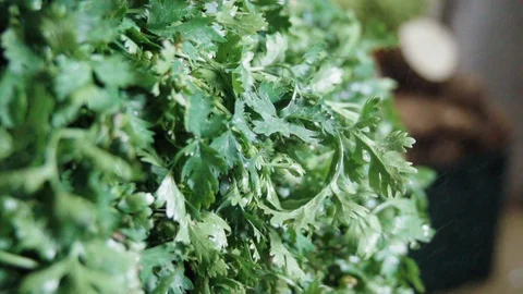 Coriander being watered Stock Footage 128010836