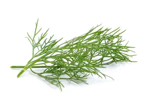 Coriander bunch on white background Stock Photos