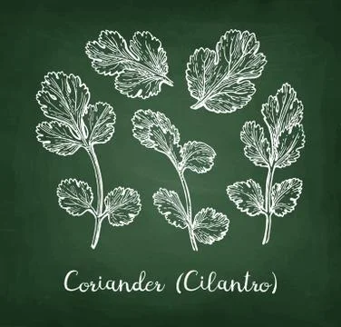 Coriander chalk sketch. Stock Illustration
