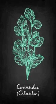 Coriander chalk sketch. Illustrazione stock