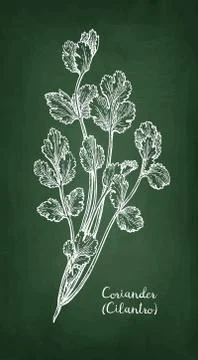 Coriander chalk sketch. Stock Illustration
