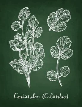 Coriander chalk sketch. Stock Illustration