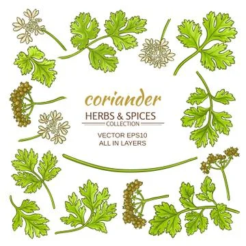 Coriander elements set Stock Illustration
