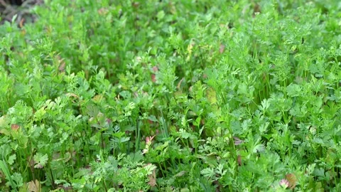 Coriander on field against Sunlight background. Close up fresh growing Gree.. Stock Footage 328021633