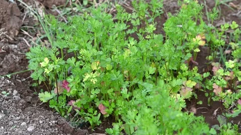Coriander on field against Sunlight background. Close up fresh growing Gree.. Stock Footage 328021641