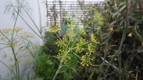 Coriander Flower Stock Footage 172253257