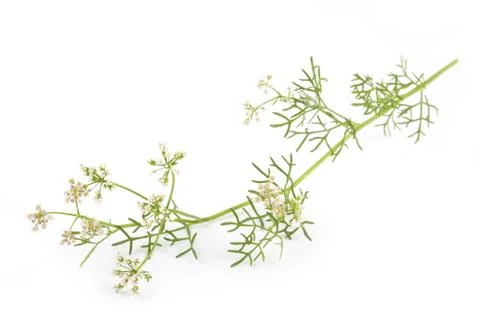 Coriander flower Stock Photos