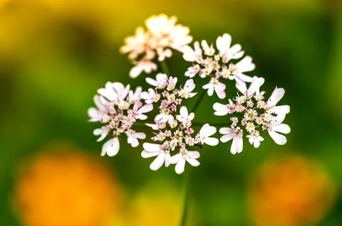 CORIANDER FLOWER 스톡 사진