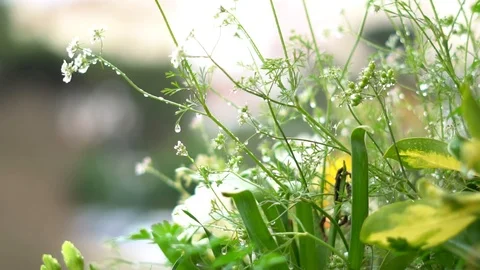 Coriander Flower Rain SlowMo Stock Footage 87237464
