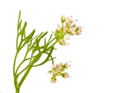 Coriander flower, selective focus Stock Photos