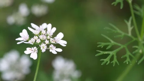 Coriander flower shaking with wind Video stock 85155763