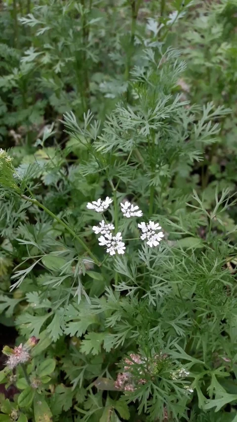 Coriander Flower Shaking With Wind Video stock 126410881