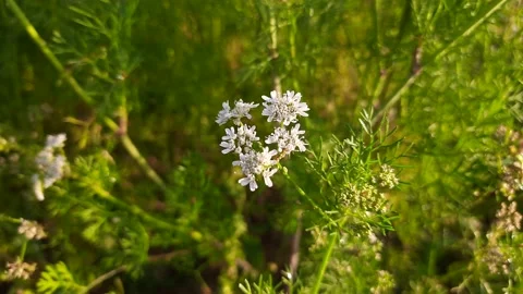 Coriander flowers in fields. Stock Footage 149599170