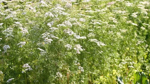 Coriander flowers Stock Footage 25829152