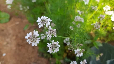 Coriander flowers in the garden Video stock 149599178