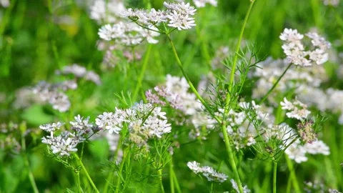 Coriander flowers in the garden Stock Footage 282578667