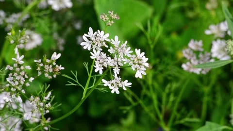 Coriander flowers in the garden Stock Footage 282578920