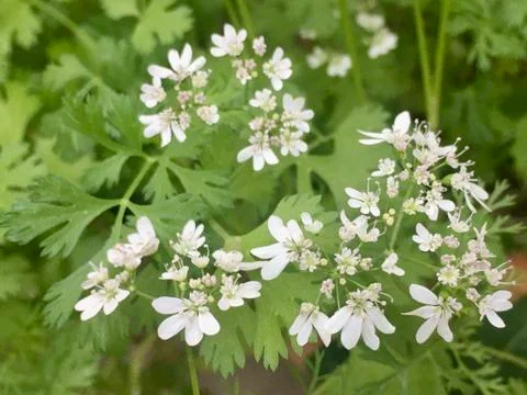 Coriander Flowers Stock Photos