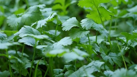 Coriander Stock Footage 171720768