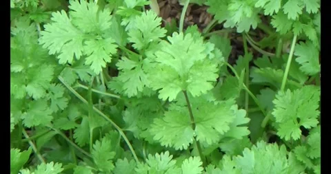 Coriander in the garden Stock Footage 295021887