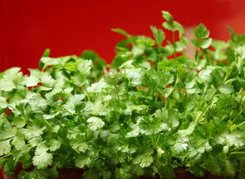 Coriander Herb growing in Pot in Kitchen Garden Stock Photos