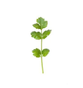 Coriander of ingredient vegetable isolated on white. Stock Photos