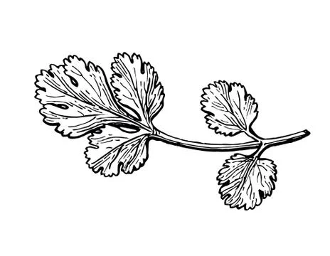 Coriander ink sketch. Stock Illustration