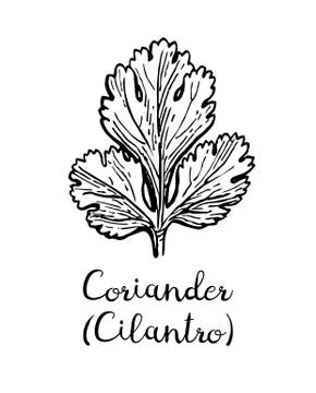 Coriander ink sketch. Stock Illustration
