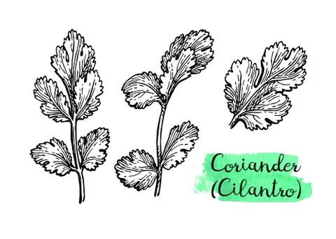 Coriander ink sketch. Illustrazione stock