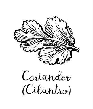 Coriander ink sketch. Stock-Illustration