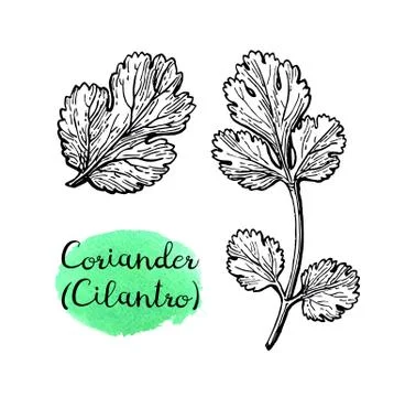 Coriander ink sketch. Stock-Illustration