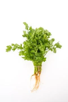 Coriander isolated Stock Photos