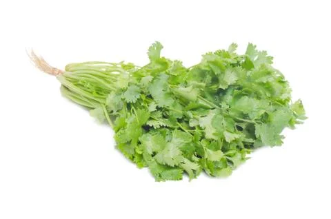 Coriander isolated on white background Stock Photos