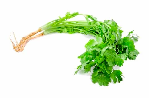 Coriander isolated on white background Stock Photos