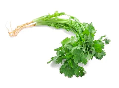 Coriander isolated on white background Stock Photos