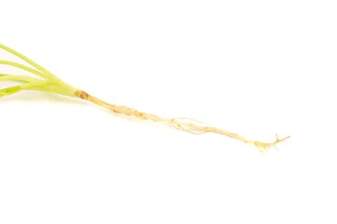 Coriander isolated on white background Foto stock